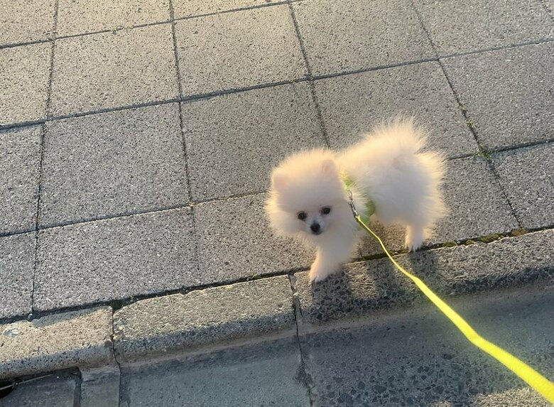 初めての散歩の様子