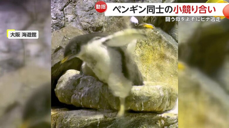 脱出に成功したヒナは水槽内を探検して遊んでいたという