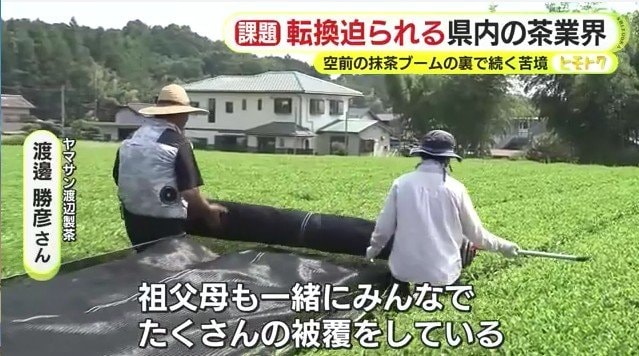 被覆作業の様子（ヤマサン渡辺製茶）