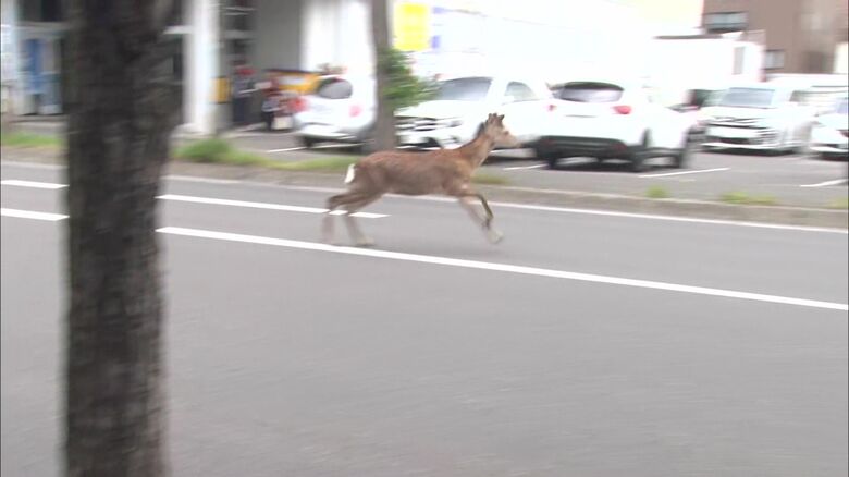 住宅街に野生のオスのシカ