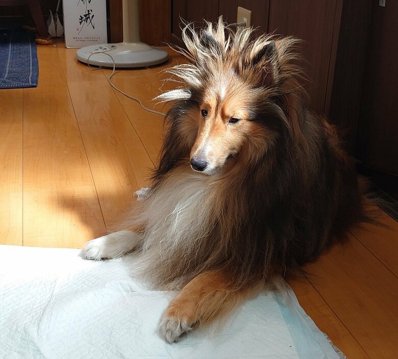 ボーっとした表情でこちらをチラリ　この後寝直したという