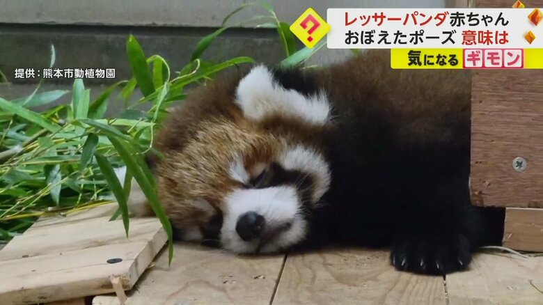 レッサーパンダの赤ちゃんがぐっすり寝ている