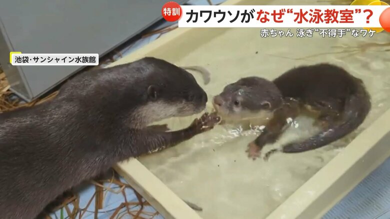 水に顔を沈めた子どもを心配し、手で赤ちゃんの顔を引き上げるコツメカワウソの様子（7）