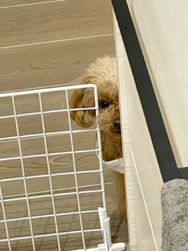 甘えん坊でもあって、ママさんの作業中にのぞき込んでくることも…