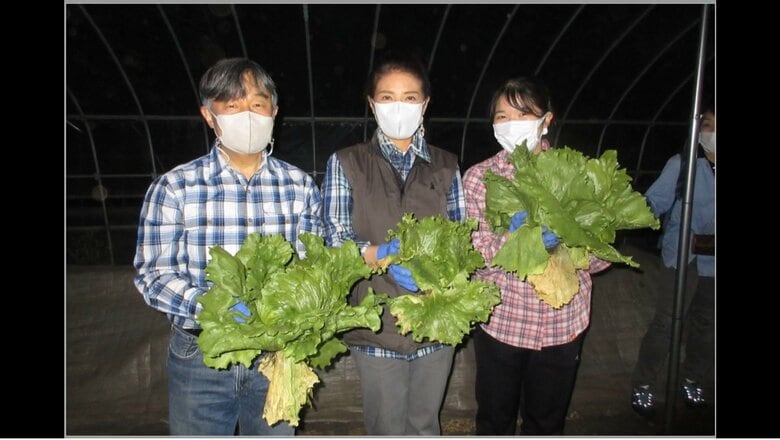 レタスの収穫　提供宮内庁