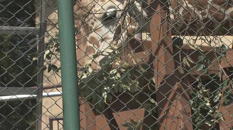 特別なエサを美味しそうに食べるニコ（4月13日）