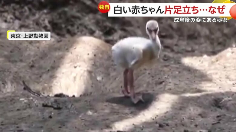 SNSで約330万回再生されている、白いフワフワの羽で全身が覆われた小さなフラミンゴ