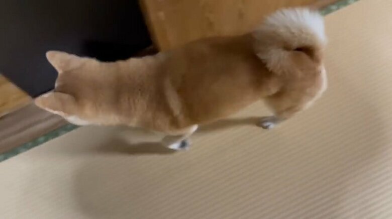 ももちゃんは天くんのもとへ