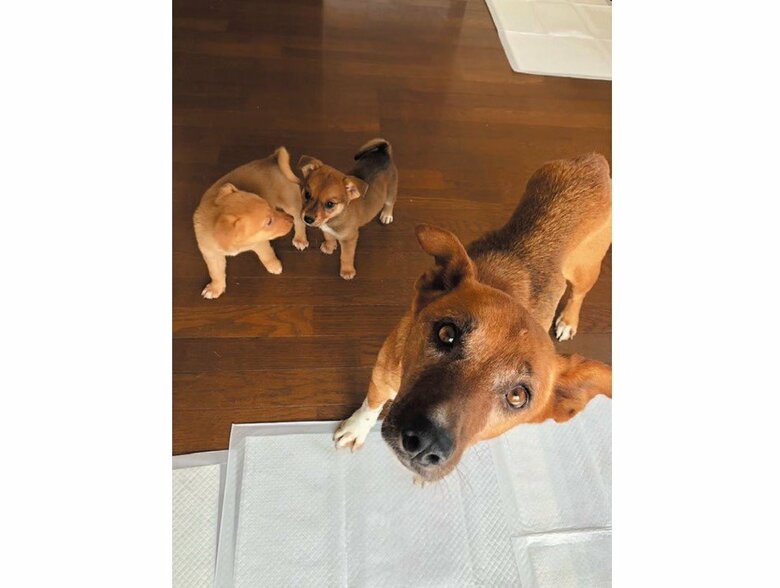 tamtamさんが預かったふうちゃんと2頭の子犬（『たまさんちのホゴイヌ2』（世界文化社）より）