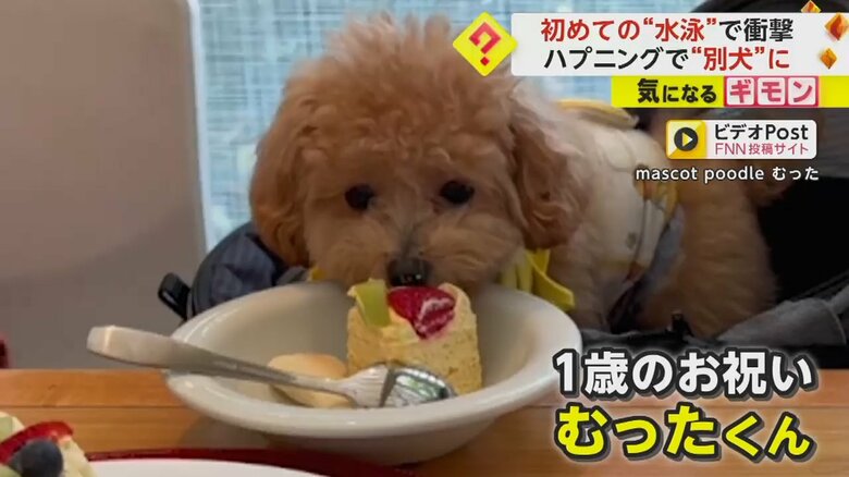 1歳のお祝いで、千葉県の施設を訪れたトイプードルの「むったくん」