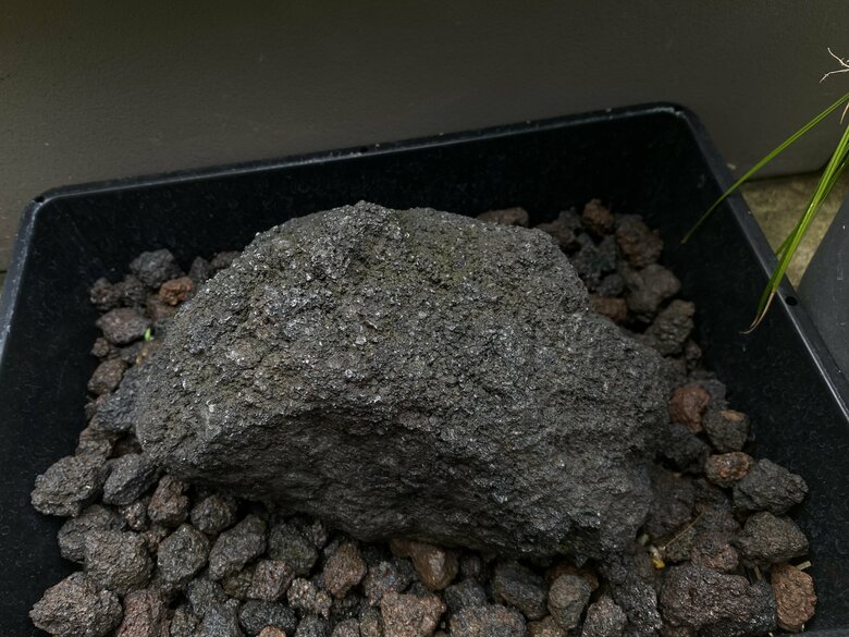 苔のむすまでチャレンジ：50日目