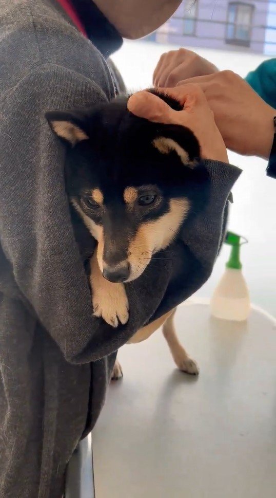 提供：豆柴ごま娘さん