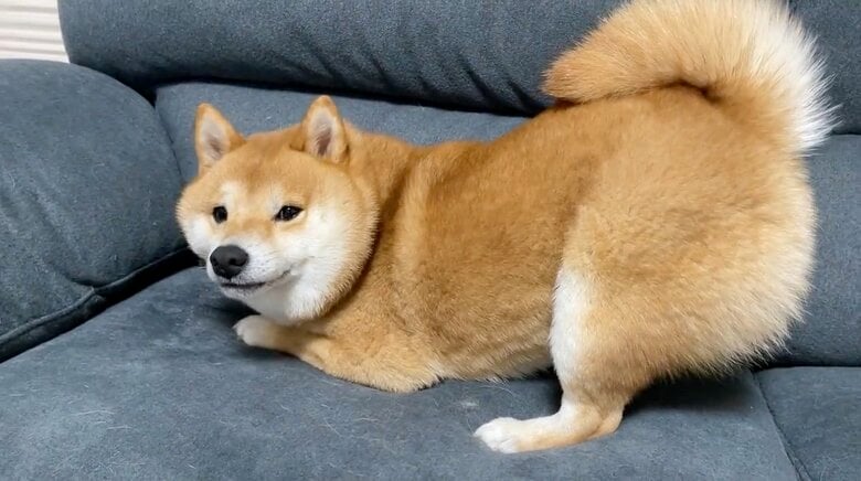 提供：うにandおからさん