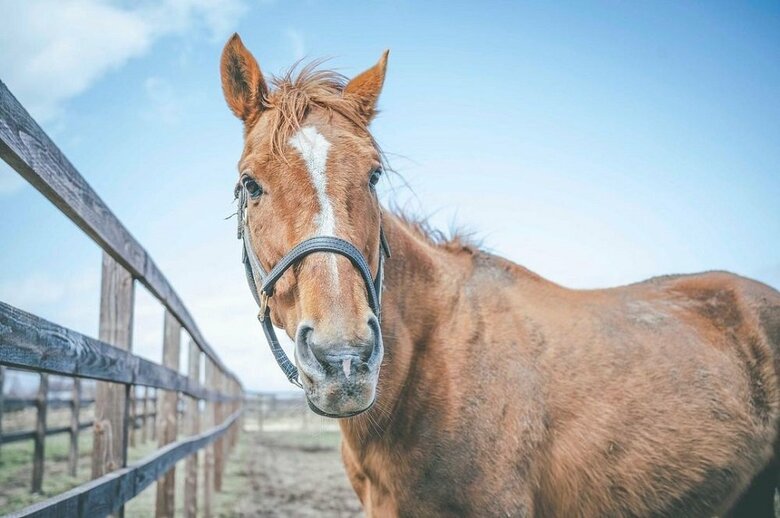 アドマイヤジャパン