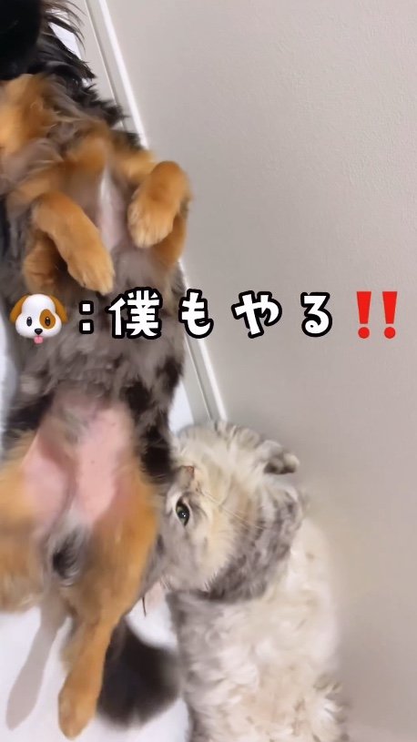 提供：チワックスの諭吉くん。さん