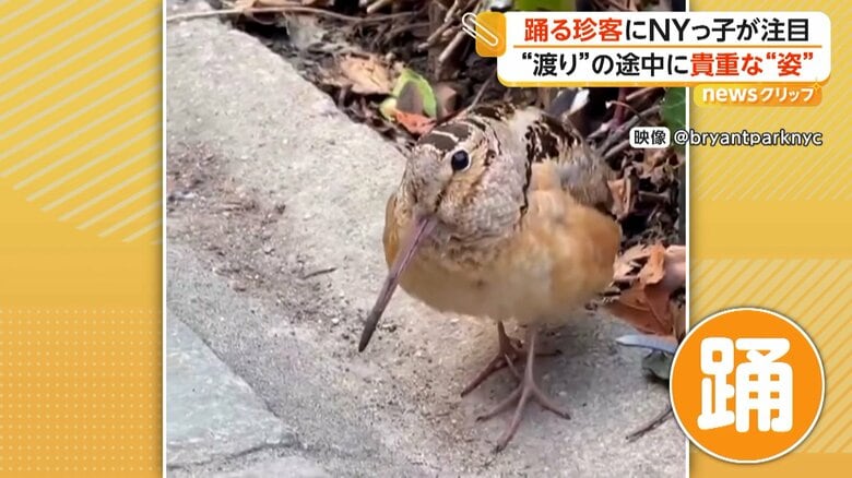 軽快なリズムで踊る「アメリカヤマシギ」