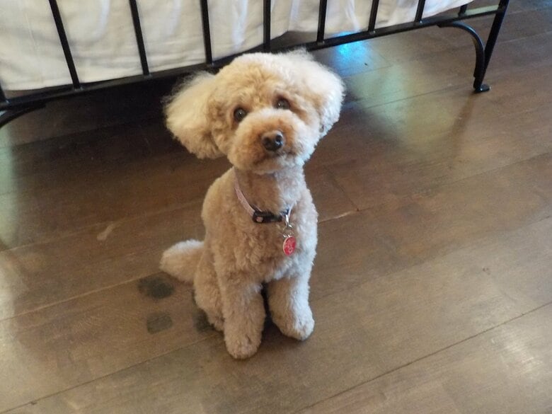 3歳の頃のデコピン君