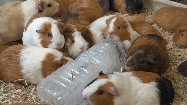 画像提供：公益財団法人東京動物園協会