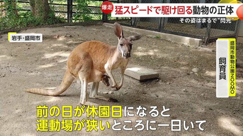 ｢前の日が休園日になると、運動場が狭いところに1日いて」と話す飼育員