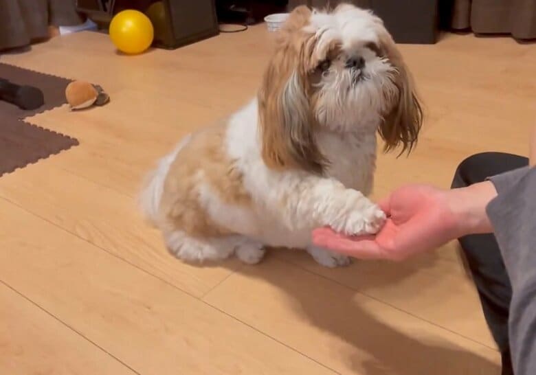 しっかりと「お手」をするぽこくん