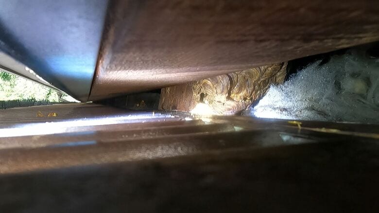 坂井社長が発見した“本家”の巣