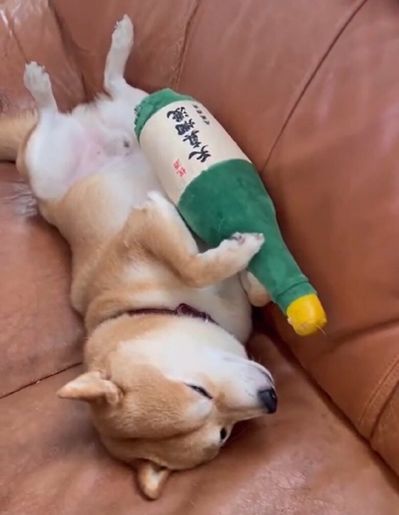 飲み過ぎてしまった豆千代くん