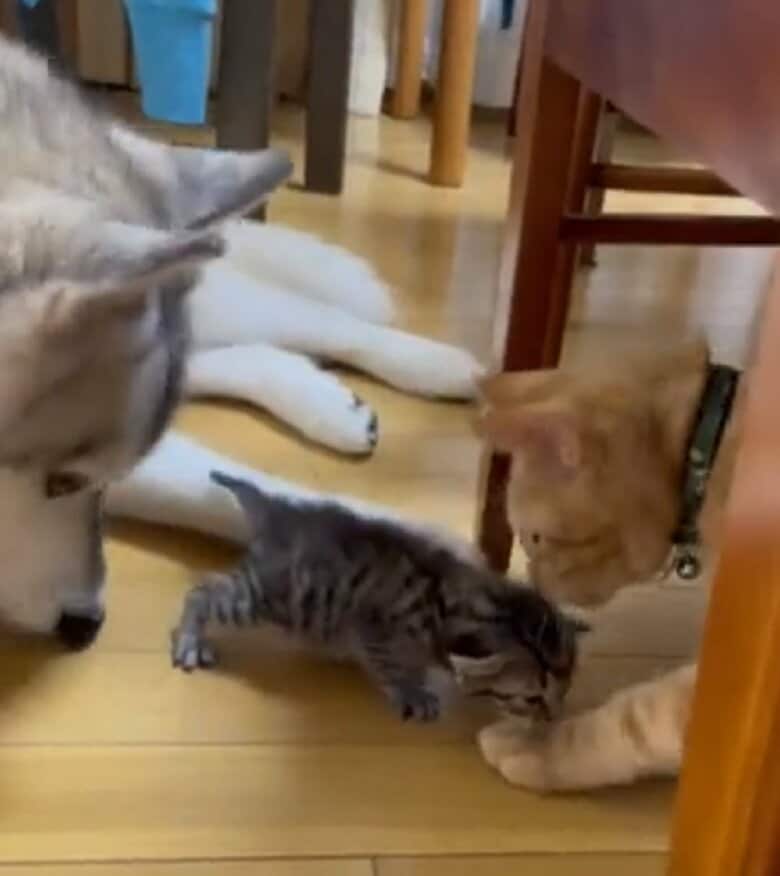 子猫にちょっかいをかけるレンくん