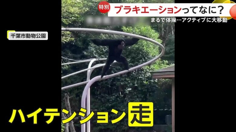 テンション高めに走るハートちゃん（映像提供：照井弘大さん）