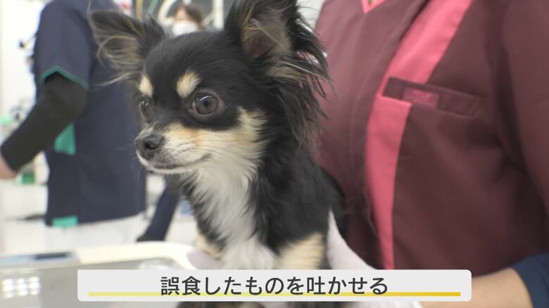 「ピック」をのみ込んでしまった1歳のチワワ