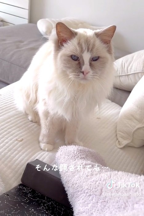 甘えたいメイプルくん