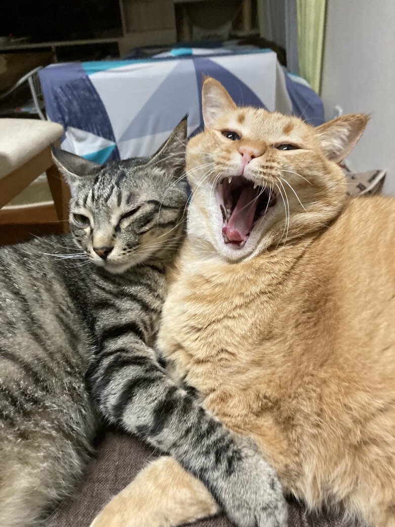 提供：かぎしっぽすず&つむぎさん