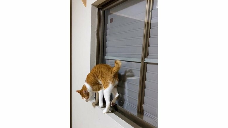 狭い窓際で前足をモゾモゾするニコくん