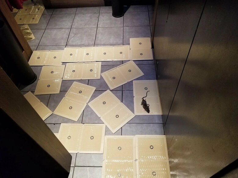 粘着トラップを使った駆除（筆者撮影）