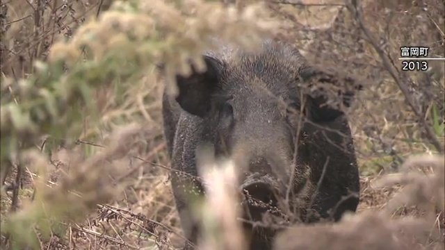 2013年撮影（福島県富岡町）