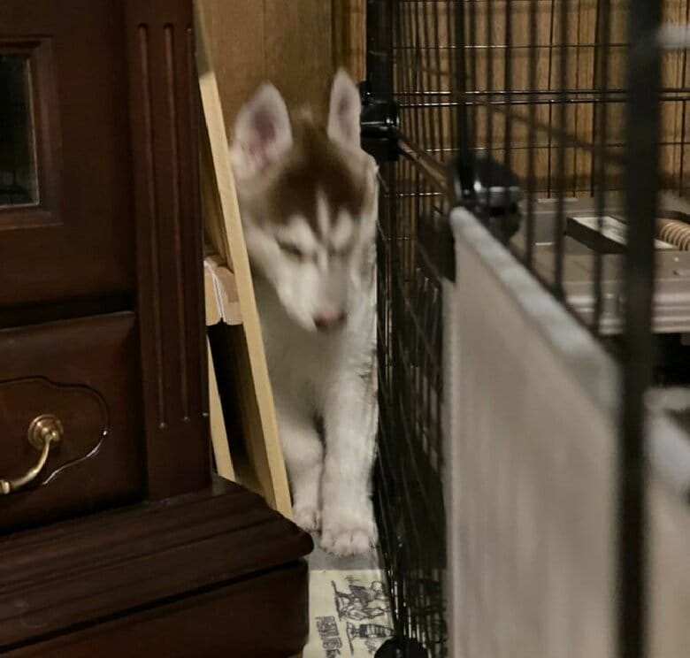狭い所が大好きなので全身で入る！