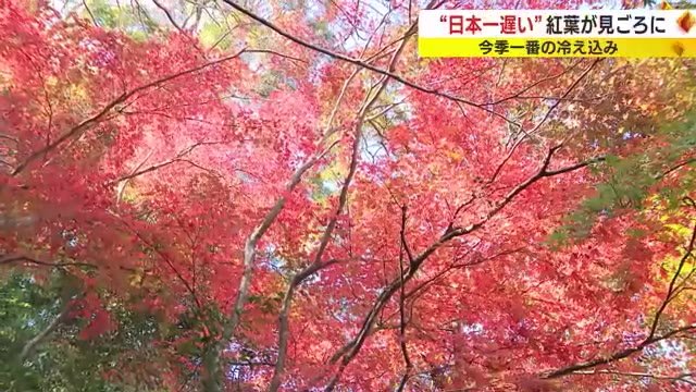 今季一番の冷え込みも「良い時に来ました」　”日本一遅い”紅葉が色鮮やかに染まり見ごろに　 静岡