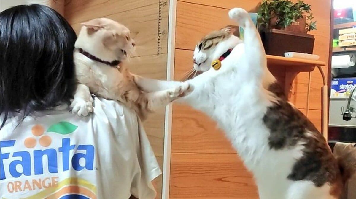 渾身の猫パンチが炸裂！？お姉ちゃんの抱っこをめぐる猫の“決闘”が迫力