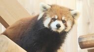 美形レッサーパンダ“脱走の女王”ミンファ天国へ　飼育員も「特別」と語る鯖江市西山動物園のアイドル的存在　繁殖にも貢献　