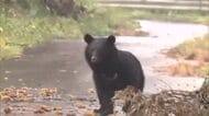 東北地方、今秋はクマ大量出没の可能性低減　冬眠入りは遅いか　オンラインセミナーで出没傾向や対策を共有