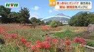  約3千本の彼岸花が普賢岳のふもとで咲き誇る 砂防施設内の湧水路「われん川」沿い 地元住民が復興の願い込め植栽進める
