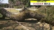 積雪53センチ…大雪の爪痕　高さ20メートルのマツの大木倒れる　鳥取市の公園で倒木や枝折れ被害