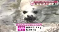 大人気　ゴマフアザラシの赤ちゃん「白くてめっちゃ小さい」3連休初日　うみたまご賑わう　大分
