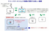 【摂南大学】ウイルスがゴースト使い“生存戦略” 細菌を変異させる新しい仕組みを発見