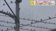 フンや騒音で住民困惑“ムクドリの大群”　魔法の拍子木で追い払う「夜ってこんなに静かなんだ…」【愛媛発】