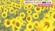 福島・猪苗代町で8万本のヒマワリが咲き誇る　ヒマワリ迷路を楽しむ人も　天気の急変に注意