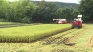 富山県産米の早生品種「てんたかく」暑い日が続き例年より２、３日早く稲刈り　コシヒカリは来月上旬から