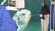 【異変】寂しさから?人気者の“クラゲ丸のみ”マンボウが体調不良も…職員の“やさしいアイデア”で再び元気を取り戻す!「もともと来館者をよく観察」