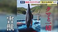 「クマと一緒。害獣」高級魚“クロマグロ”が豊漁で“厄介者”に　一方で和歌山県沖ではカツオが大不漁　瀬戸内海では“南の海の魚”が「去年の10倍以上」に増加　背景に海水温上昇か