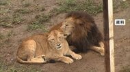 「複数頭が同時期に…初めてのこと」多摩動物公園でライオン3頭死ぬ　別の3頭立ち上がれず点滴治療中　専門家「日本の高温多湿には弱い」