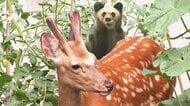 ヒグマ対策の鍵はシカ？『シカを食べる上位種がクマ』札幌市ヒグマ防除隊の隊長が警鐘_札幌市は家庭菜園用の”電気柵”を貸し出しへ_巨大熊の出没が相次ぐなか高まる接触の可能性 〈北海道〉